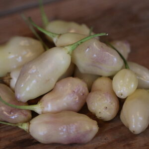White Pineapple Capsicum baccatum