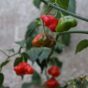 Bishops Crown Capsicum baccatum