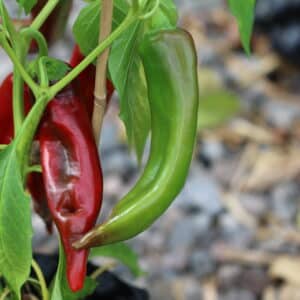 Anaheim Capsicum annuum
