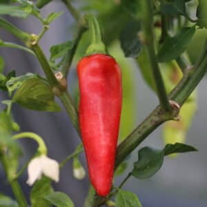 Hungarian Hot Wax Capsicum annuum