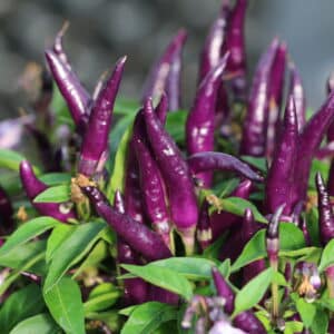 Sangria Capsicum annuum