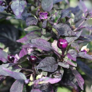 Purple Flash Capsicum annuum