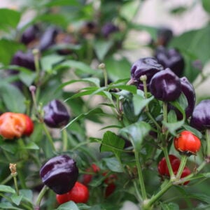 Purple Pumpkin Nya Chilisorter *2024*