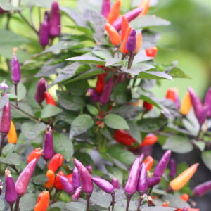 Blue Christmas Capsicum annuum