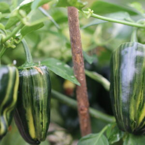 Bryans Blood Capsicum annuum
