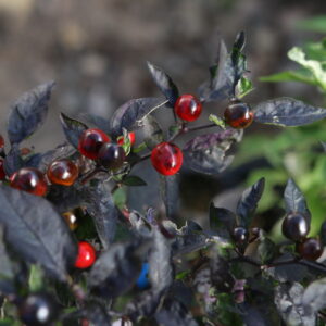 Psychedelic Black Pearl Capsicum annuum