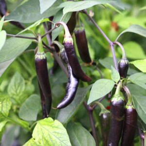 Dream Catcher Hybrid Capsicum annuum