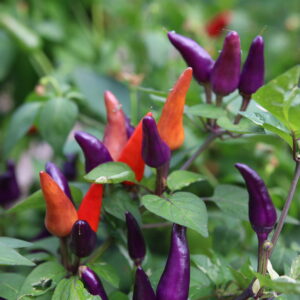 Fairy Light x Hot Palette F5 Capsicum annuum