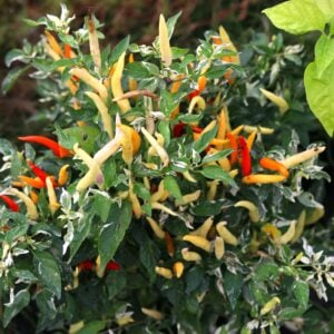 Hot Palette Capsicum annuum