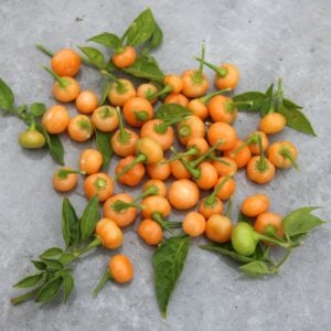 Aji Charapita Peach Capsicum chinense