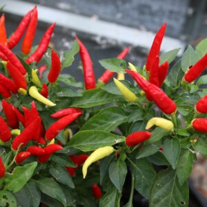 Basket of Fire Capsicum annuum