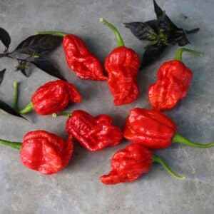 Primo x Boc Capsicum chinense