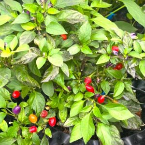 Bolivian Rainbow Capsicum annuum