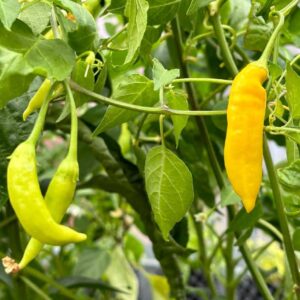 Havana Gold Capsicum annuum