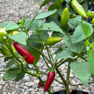 Aji Corita Capsicum annuum