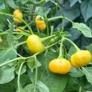 Apricot Apple Nya Chilisorter *2024*