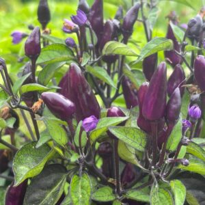 Filius Blue Capsicum annuum