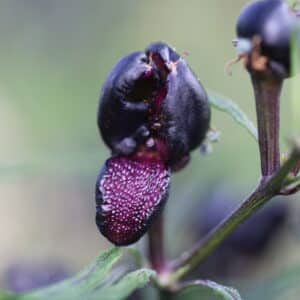 Mattapeno x Mutant Nya Chilisorter *2024*