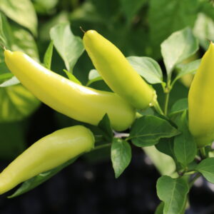 Hungarian Hot Wax Yellow Capsicum annuum