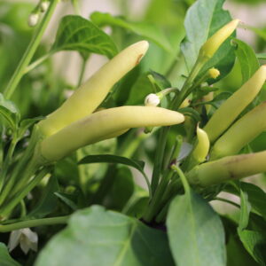 K.S White Thai Capsicum annuum