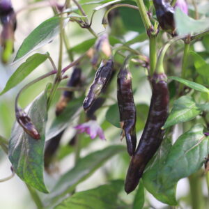 Dark Thai Italia Capsicum annuum