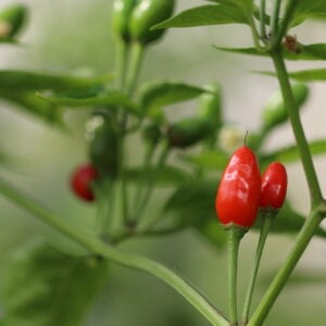 Selvatico Capsicum baccatum