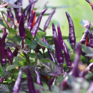 Dream Catcher Dwarf Capsicum annuum