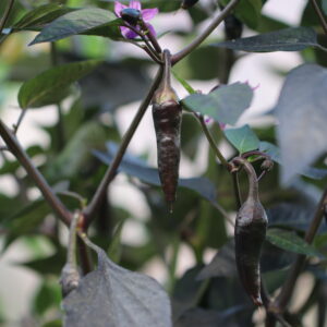 Count Dracula Capsicum annuum