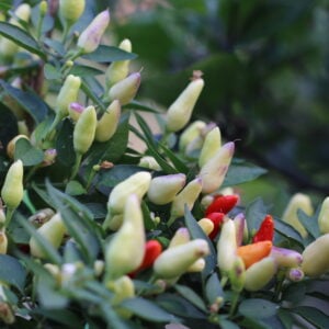 Brazil Capsicum annuum