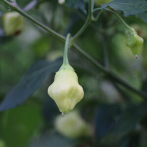 Aji White Fantasy Capsicum baccatum
