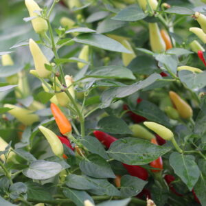 K.S Starrgazer Capsicum annuum