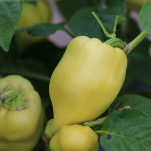 Diamond Capsicum annuum