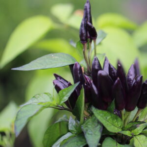 Black Prince Chili Capsicum annuum