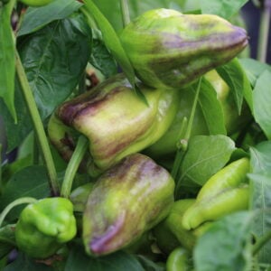Beaver Dam Capsicum annuum