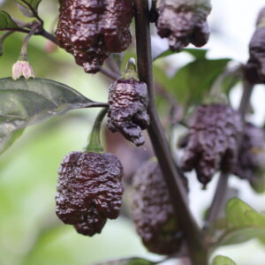 Testanera Chocolate D.D Capsicum chinense
