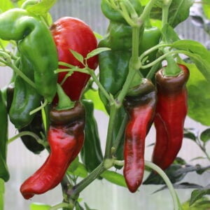 Pimienta Palmera Capsicum annuum