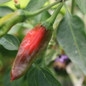 Afghan Capsicum annuum