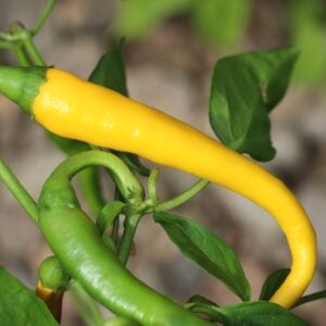 Cayenne Yellow Capsicum annuum