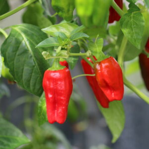 Big Jamaican Capsicum chinense