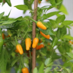 Short Yellow Tabasco Capsicum annuum