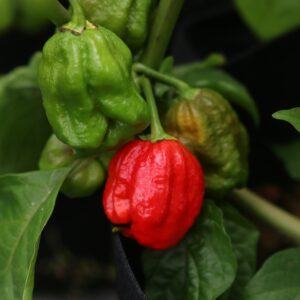 Apocalypse Capsicum chinense
