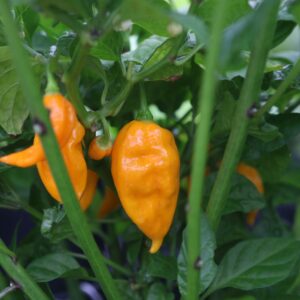 Bhut Jolokia Yellow Capsicum chinense