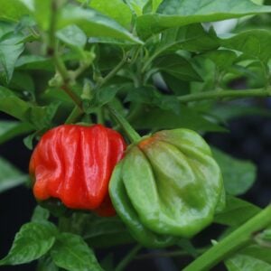 Habanero El Remo Nya Chilisorter *2024*