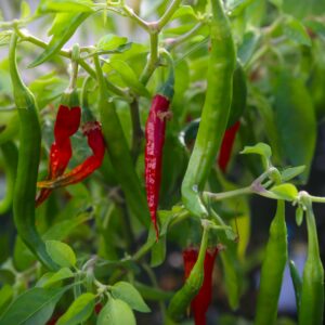 Kandy Sri Lanka Capsicum annuum