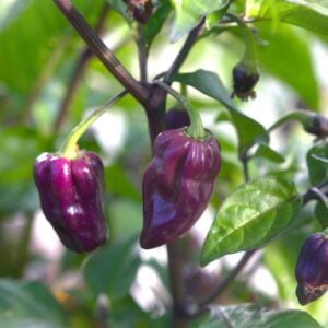 Bhut Jolokia Purple Capsicum chinense