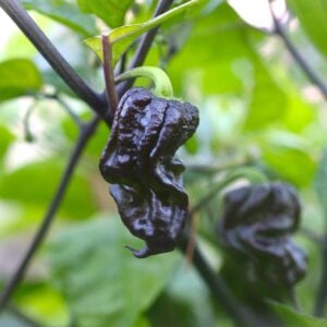 7 pot Purple Capsicum chinense