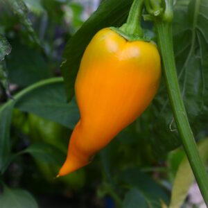 Marconi Golden Capsicum annuum