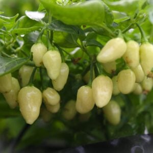Cheiro Recife Capsicum chinense