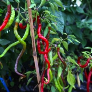 Hair Pepper Nya Chilisorter *2024*