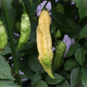 Bhut Jolokia White JW Capsicum chinense